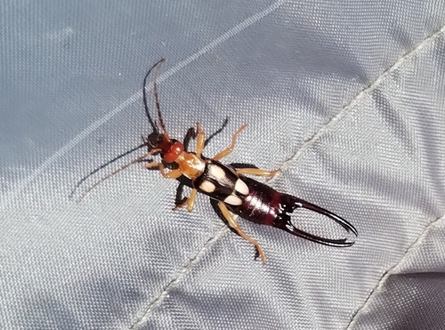 Smyrnean Earwig photo 2