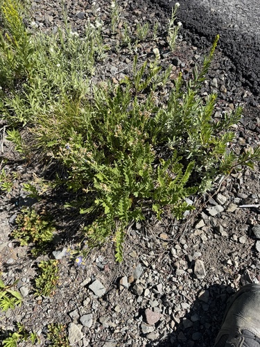 Polemonium californicum, photograph 6