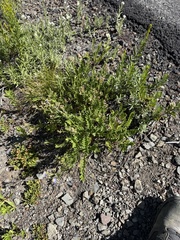 Polemonium californicum, photograph (c) Michael O'Loughlin, some rights reserved (CC BY)