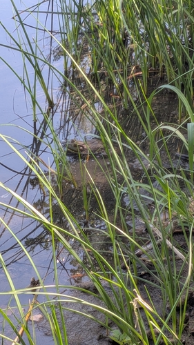 American Bullfrog observed by threepenpals