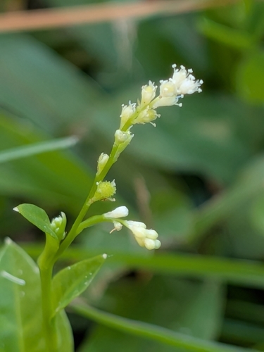 Weak jumby pepper (Microtea debilis)