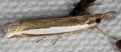 Crambus quinquareatus