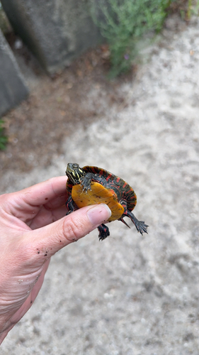 Painted Turtle observed by milosbugs
