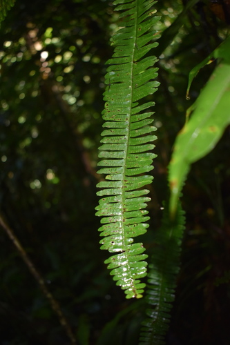 Thylacopteris papillosa observed 2026-07-03