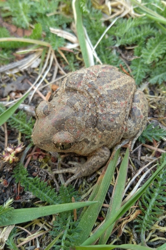 Common Spadefoot