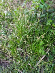 Carex vulpina