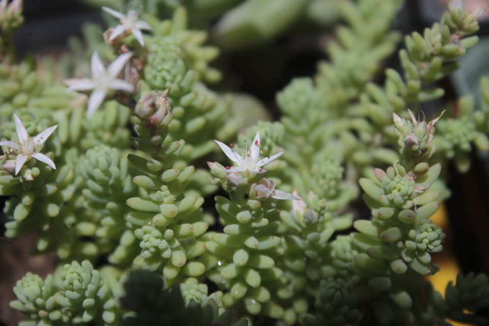 Sedum jerzedowskii