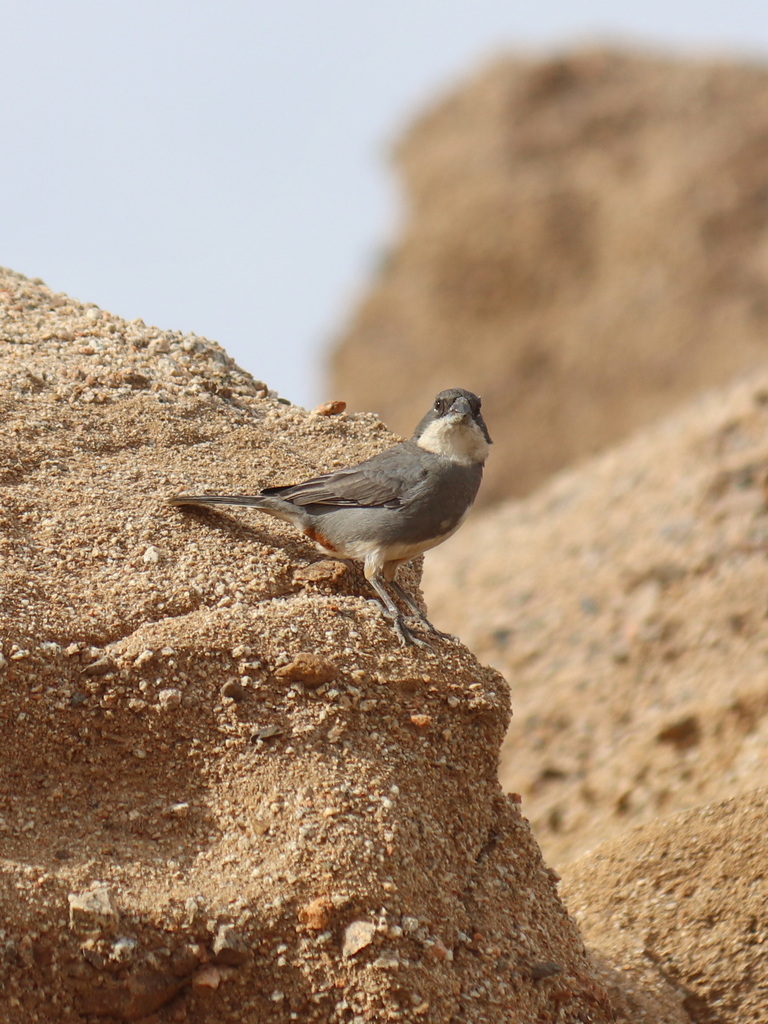 Diuca diuca crassirostris