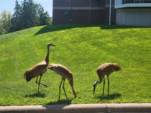 Sandhill Crane observed by musicaldino