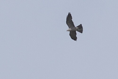 Mississippi Kite observed by pr0000