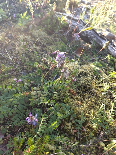 Alpine Milkvetch