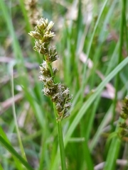 Carex vulpina