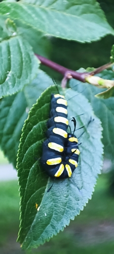 Alder Moth