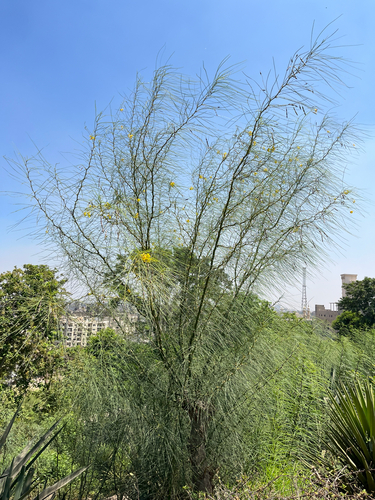 Mexican palo verde