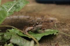 Rana temporaria