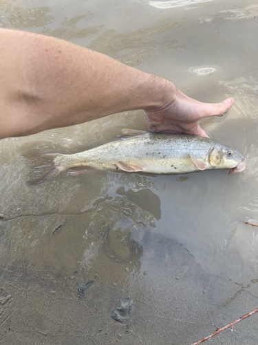 Flannelmouth Sucker