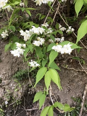 Deutzia gracilis