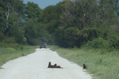 North American River Otter observed by jrendersby