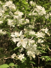 Deutzia gracilis