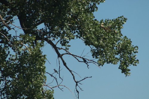 Belted Kingfisher observed by jrendersby