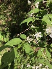 Deutzia gracilis
