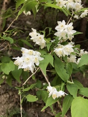 Deutzia gracilis