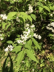 Deutzia gracilis