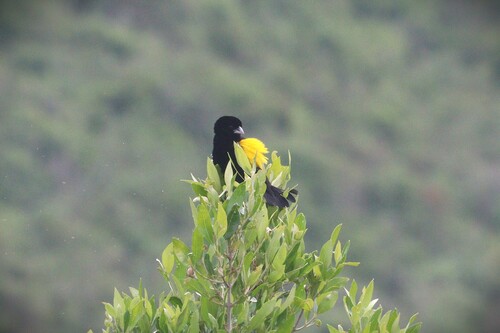 Yellow Bishop (Euplectes capensis), photo 2