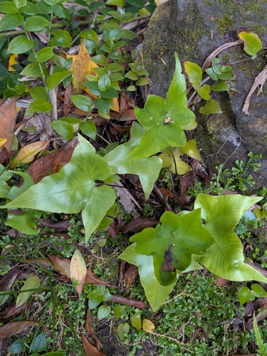 Asplenium hemionitis, photograph 3