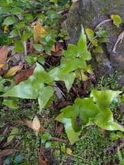 Asplenium hemionitis, photograph (c) Michael, Antoni and Nihat Hinczewski, some rights reserved (CC BY)