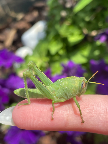 Egyptian Bird Grasshopper