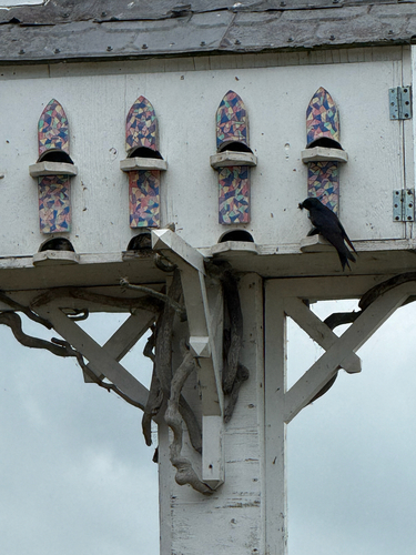 Purple Martin observed by theclownzone