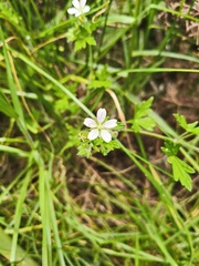 Geranium seemannii