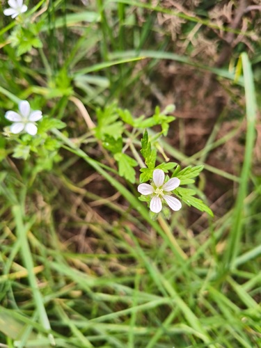 Geranium seemannii, photograph 2