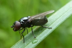 Lejogaster metallina