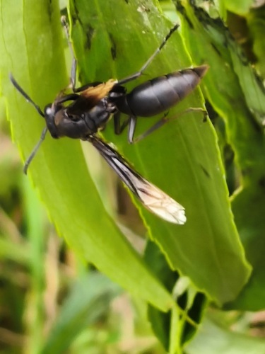 Polistes apicalis