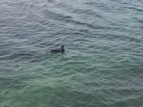 iNaturalist image