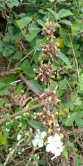 Magnoliopsida