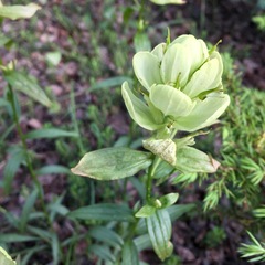 Castilleja septentrionalis