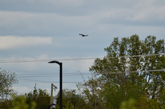 Ardea herodias herodias