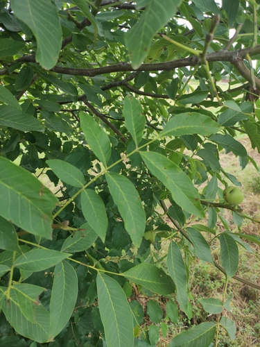 Persian walnut
