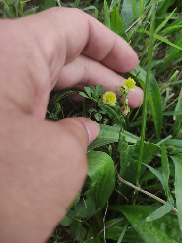 hop trefoil