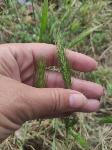 wall barley