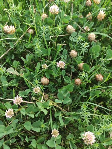 Strawberry clover