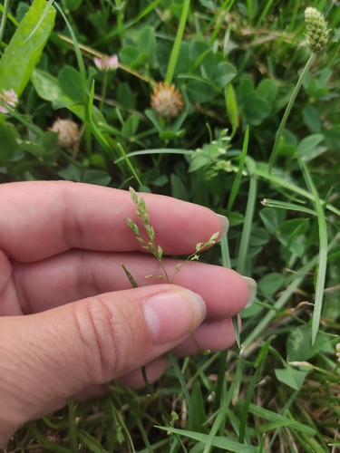 Annual Meadow-grass