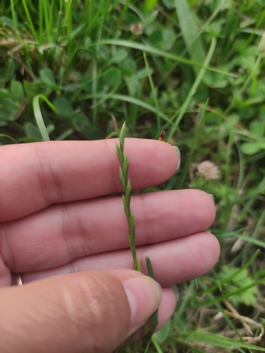 Quack Grass