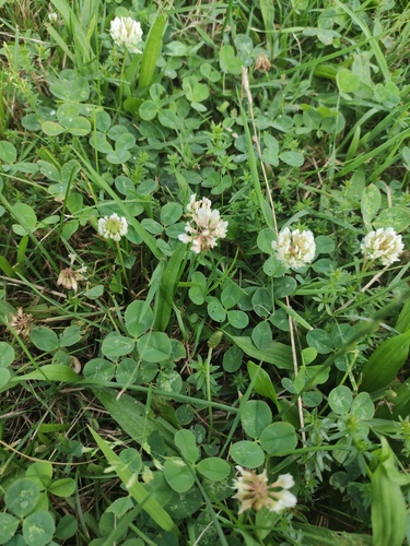 white clover