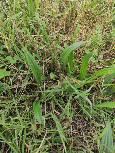ribwort plantain