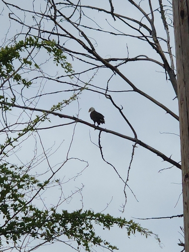 Bald Eagle observed by liquidcake