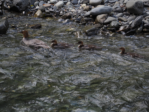 Common Merganser observed by sylviab14